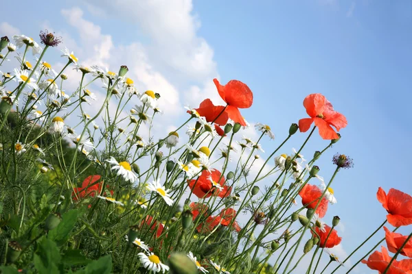 Chamomiles (camomiles ), red poppies — Stock Photo, Image