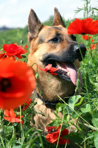 在草地上的狗和红色罂粟花。summe — 图库照片