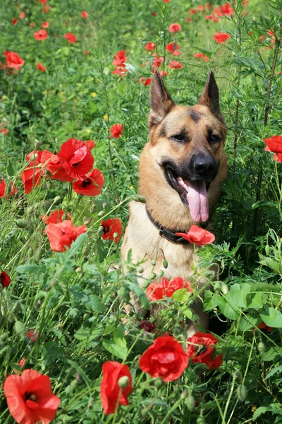 草原犬と赤いケシ夏 — ストック写真