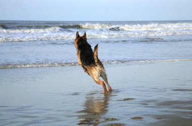 Alman Çoban Köpeği ( Alsas )