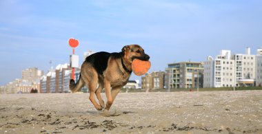 Alman Çoban Köpeği ( Alsas )