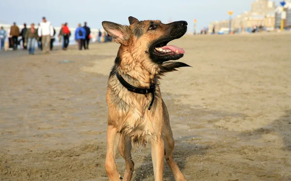 Cão pastor alemão (Alsácia  ) — Fotografia de Stock