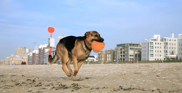 Γερμανός βοσκός σκύλος (Αλατιανός ) — Φωτογραφία Αρχείου