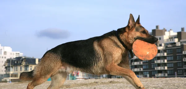 Perro pastor alemán (Alsaciano  ) — Foto de Stock