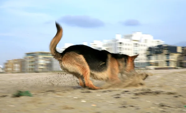 Deutscher Schäferhund (elsässisch ) — Stockfoto