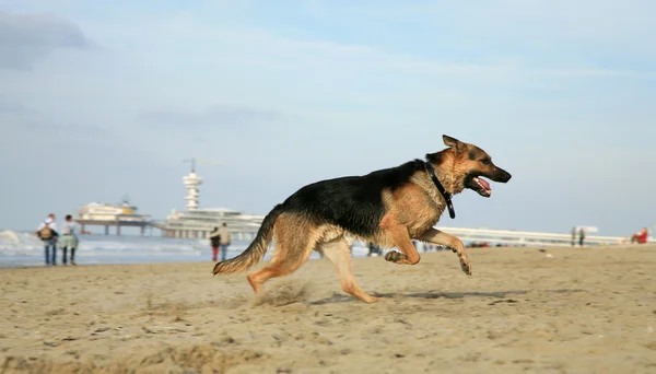 Cão pastor alemão (Alsácia  ) — Fotografia de Stock
