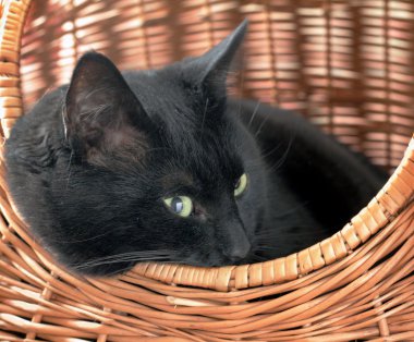 Cat in basket clipart