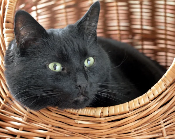 Cat in basket — Stock Photo, Image