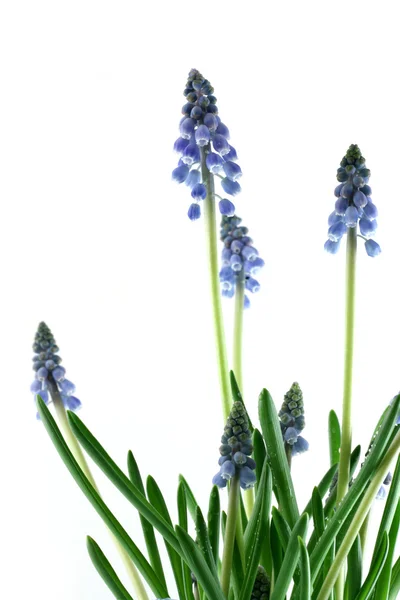 Hroznové hyacinty — Stock fotografie