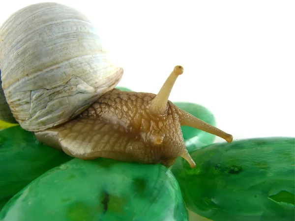 Snail on green stones — Stock Photo, Image