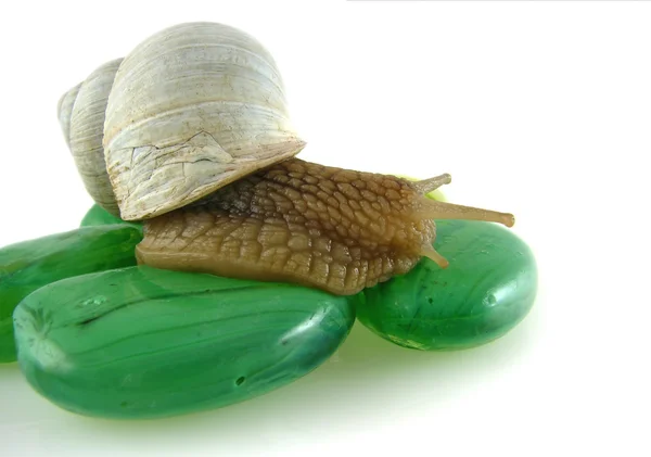 Snail on green stones — Stock Photo, Image