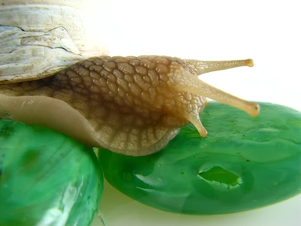 Escargot sur pierres vertes — Photo