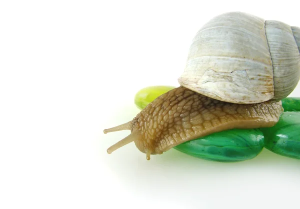 在绿色石头上的蜗牛 — 图库照片