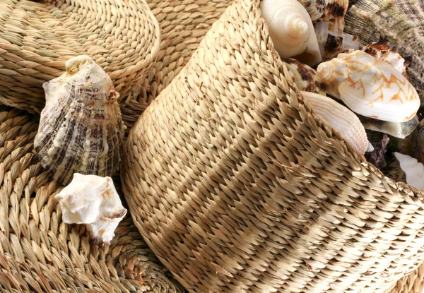 Shells in wicker — Stock Photo, Image
