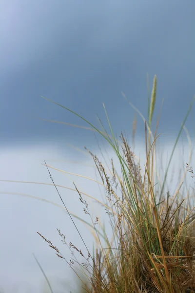 Kępy trawy na wydmy — Zdjęcie stockowe