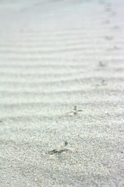 Следы чайки на песке — стоковое фото