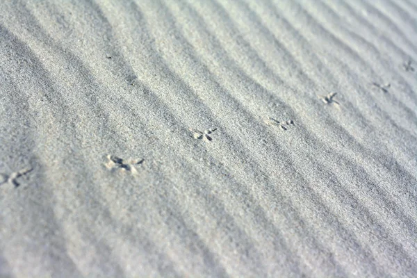 Möwenspuren auf Sand — Stockfoto
