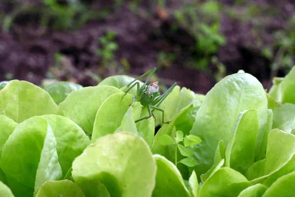 Grasshopper en lechuga — Foto de Stock