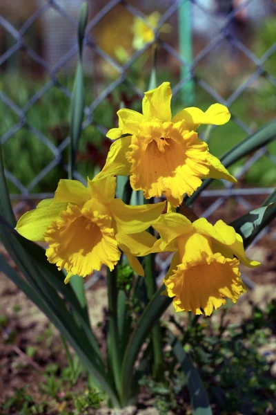 Narcissus (daffodil) yellow — Stock Photo, Image