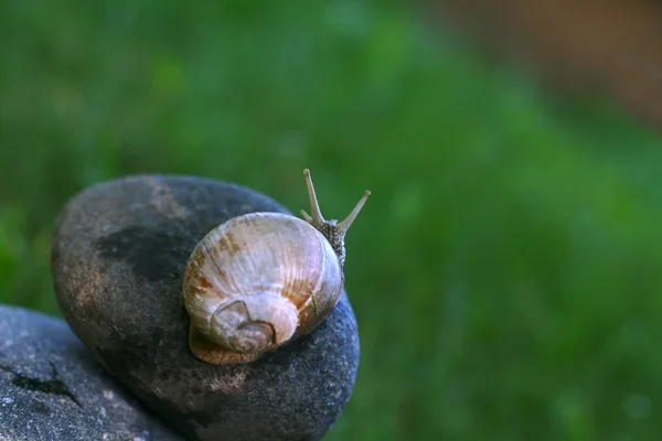 在石头上的蜗牛 — 图库照片