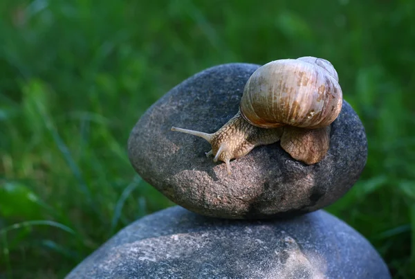 Snail on stones — Stock Photo, Image