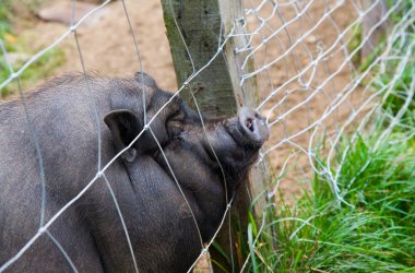 Imprisoned black pig clipart