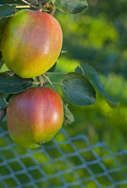 Apples in orchard — Stock Photo, Image