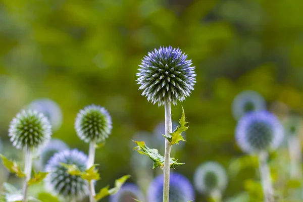 Niebieskie kwiaty thistly — Zdjęcie stockowe