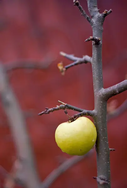 stock image Apples on branch