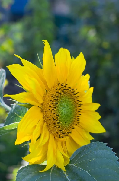 बागेत सूर्यफूल — स्टॉक फोटो, इमेज