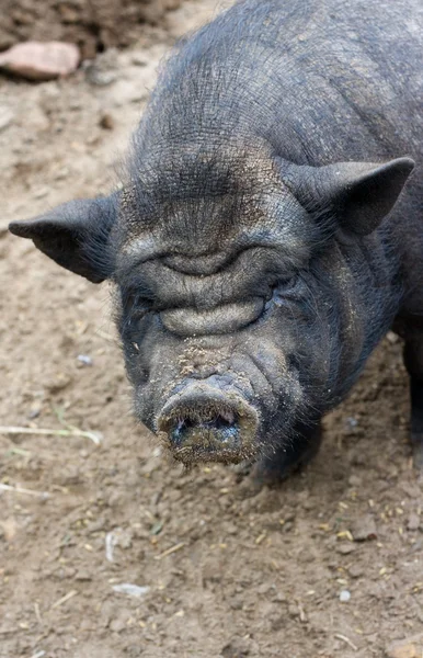 검은 돼지 — 스톡 사진
