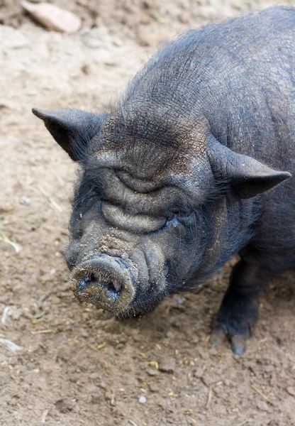 Cerdo negro —  Fotos de Stock
