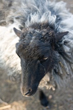 siyah ram başkanı