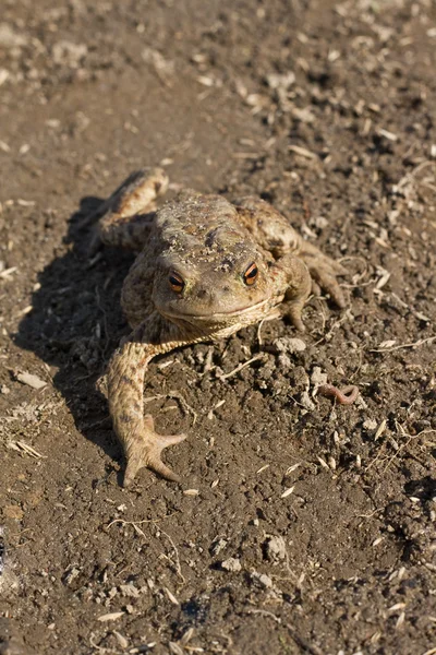 stock image Toad on earth