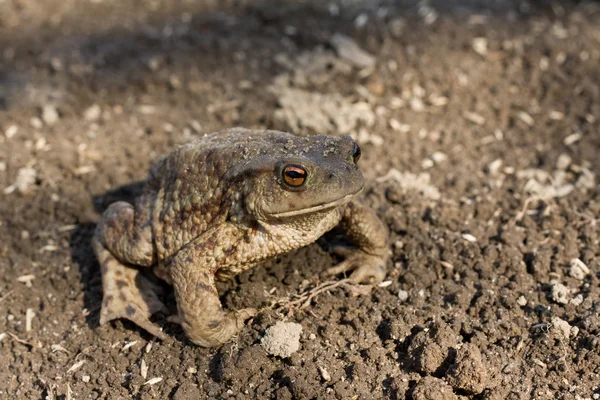 Toad on earth — Stock Photo, Image
