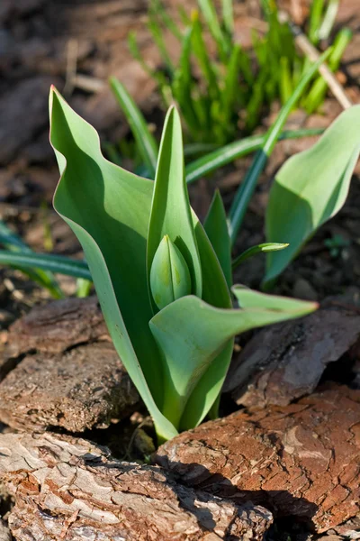 Undeveloped tulip — Stock Photo, Image