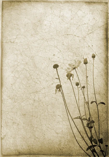Sujo fundo com motivo de flor — Fotografia de Stock