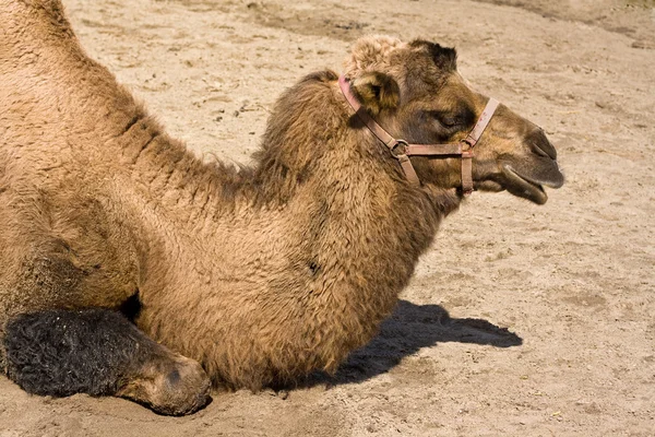 Ritratto testa di cammello — Foto Stock