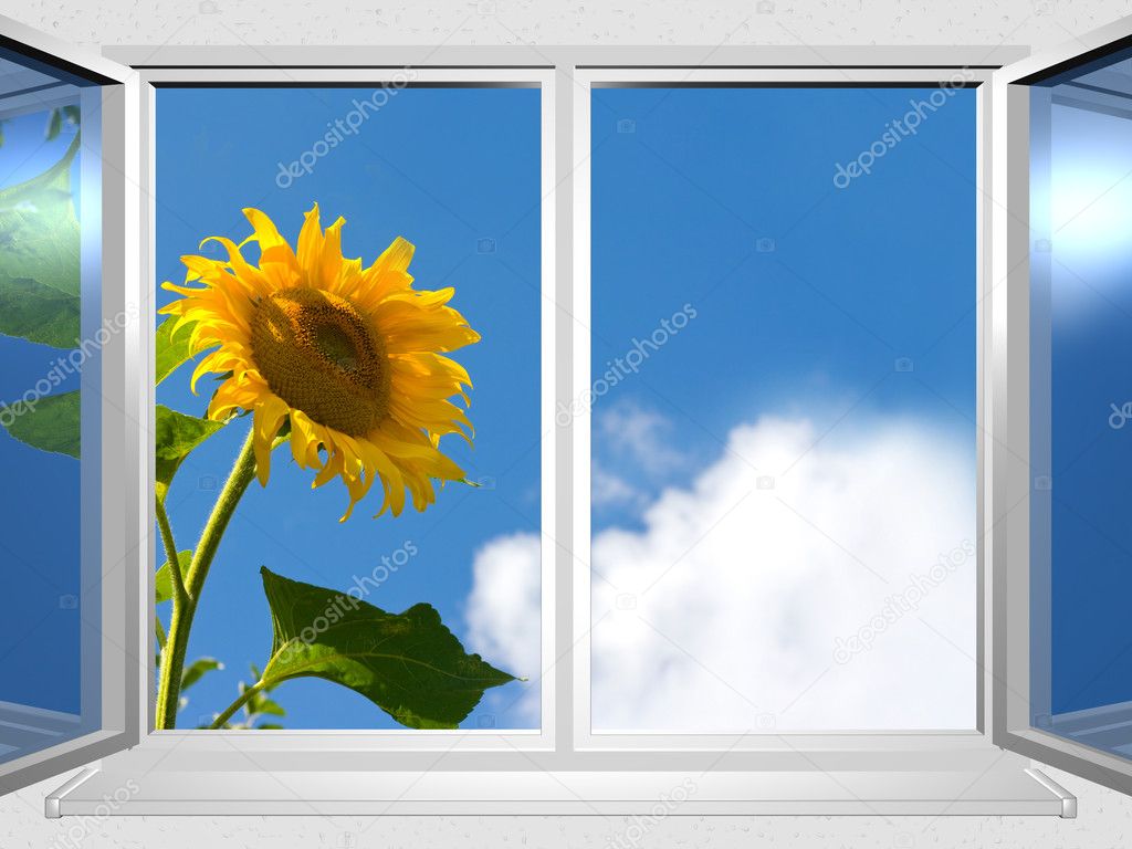 View from the window of sunflower