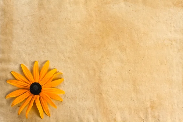 Fond avec fleur sur vieux papier — Photo