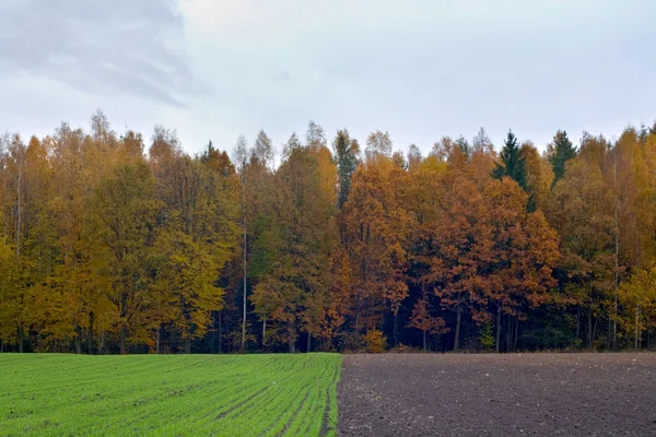 stock image Autumn landscape