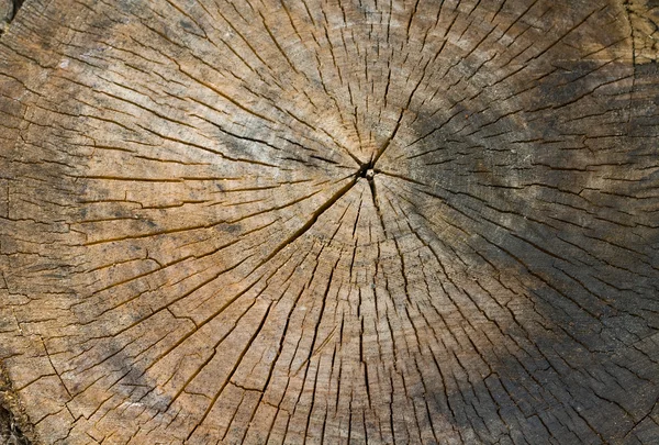 Tronco de árvore serrada — Fotografia de Stock