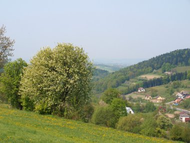 çiçeklenme tree