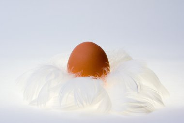Egg in feather's nest clipart