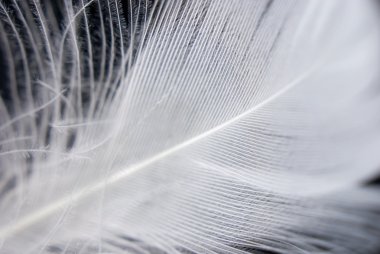 Feather closeup series clipart