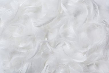 Feathers background clipart