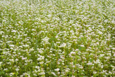 Field of buckwheat. clipart