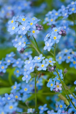 Forget-me-not. clipart