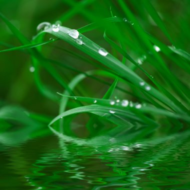 Wet grass. clipart