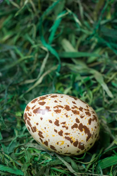 Spotted egg. — Stock Photo, Image